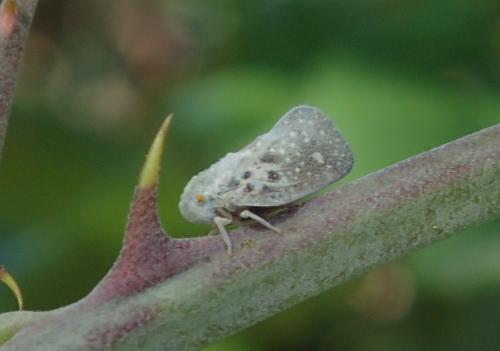 Metcalfa pruinosa